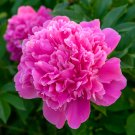 Chinese Peony Tree Rose Pink Double Flowers 10 PCS Seeds