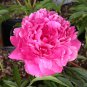 Chinese Peony Tree Rose Pink Double Flowers 10 PCS Seeds