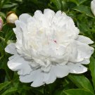 Chinese Peony Mixed 4 Types Fully White Double Petals Flowers 5 PCS Seeds Chinese Peony Mixed 4 Types Fully White Double Petals Flowers 5 PCS Seeds