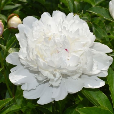 Chinese Peony Mixed 4 Types Fully White Double Petals Flowers 5 PCS Seeds