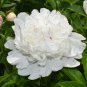 Chinese Peony Mixed 4 Types Fully White Double Petals Flowers 5 PCS Seeds