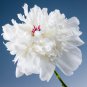 Chinese Peony Mixed 4 Types Fully White Double Petals Flowers 5 PCS Seeds