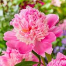 Chinese Peony Mixed Rose Red Light Pink Whitish Pink Ball Flowers 10 PCS Seeds Chinese Peony Mixed Rose Red Light Pink Whitish Pink Ball Flowers 10 PCS Seeds