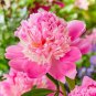 Chinese Peony Mixed Rose Red Light Pink Whitish Pink Ball Flowers 10 PCS Seeds