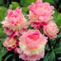 Chinese Peony Mixed Rose Red Light Pink Whitish Pink Ball Flowers 10 PCS Seeds