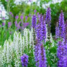 Clary Salvia Mixed (Red, Blue) Flower 30 PCS Seeds Clary Salvia Mixed (Red, Blue) Flower 30 PCS Seeds