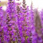 Clary Salvia Mixed (Red, Blue) Flower 30 PCS Seeds