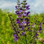 Clary Salvia Mixed (Red, Blue) Flower 30 PCS Seeds