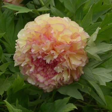 Chinese Peony Flowers Light Orange Flowers 10 PCS Seeds