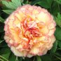 Chinese Peony Flowers Light Orange Flowers 10 PCS Seeds