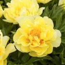 Chinese Peony Flower Mixed Red Yellow Light Pink 10 PCS Seeds Chinese Peony Flower Mixed Red Yellow Light Pink 10 PCS Seeds
