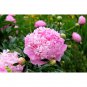 Chinese Peony Flower Mixed Red Yellow Light Pink 10 PCS Seeds