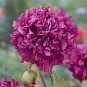 Chinese Peony Mixed Red Pink Light Pink Purple Bicolor Flowers 10 PCS Seeds