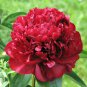 Chinese Peony Mixed Red Pink Light Pink Purple Bicolor Flowers 10 PCS Seeds