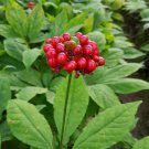Chinese Panax Notoginseng Pseudo ginseng 500 PCS Seeds