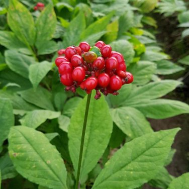Chinese Panax Notoginseng Pseudo ginseng 500 PCS Seeds