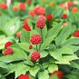 Chinese Panax Notoginseng Pseudo ginseng 500 PCS Seeds