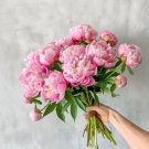 Chinese Peony Light Pink Ball Flowers 10 PCS Seeds Chinese Peony Light Pink Ball Flowers 10 PCS Seeds