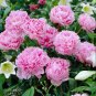 Chinese Peony Light Pink Ball Flowers 10 PCS Seeds