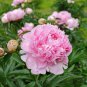 Chinese Peony Light Pink Ball Flowers 10 PCS Seeds