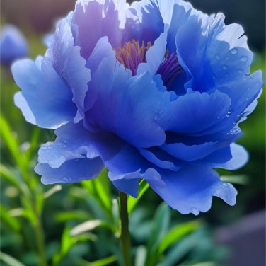 Chinese Paeonia Suffruticosa Peony Light Blue Double Flowers Ball 20 PCS Seeds