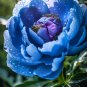 Chinese Paeonia Suffruticosa Peony Light Blue Double Flowers Ball 20 PCS Seeds