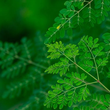 Chinese Moringa 10 PCS Seeds