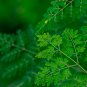 Chinese Moringa 10 PCS Seeds