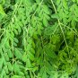 Chinese Moringa 10 PCS Seeds