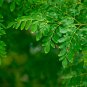 Chinese Moringa 10 PCS Seeds
