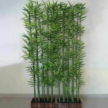 Chinese Mini Moso Bamboo Phyllostachys heterocycla Pubescens-Giant 20 PCS Seeds