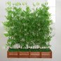 Chinese Mini Moso Bamboo Phyllostachys heterocycla Pubescens-Giant 20 PCS Seeds