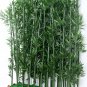 Chinese Mini Moso Bamboo Phyllostachys heterocycla Pubescens-Giant 20 PCS Seeds