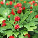 Chinese Korean Panax Ginseng 6 PCS Seeds