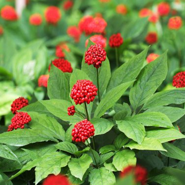 Chinese Korean Panax Ginseng 6 PCS Seeds