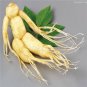 Chinese Korean Panax Ginseng 6 PCS Seeds