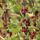 Chinese Hibiscus sabdariffa Roselle Herbal Bonsai 20 PCS Seeds