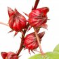 Chinese Hibiscus sabdariffa Roselle Herbal Bonsai 20 PCS Seeds