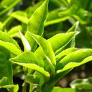 Chinese Green Tea Tree Bonsai Plant DIY Healthy Bonsai Tea 5 PCS Seeds Chinese Green Tea Tree Bonsai Plant DIY Healthy Bonsai Tea 5 PCS Seeds