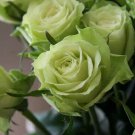 Chinese Green Rose Bush Seedling Rosa Chinensis Flower 50 PCS Seeds Chinese Green Rose Bush Seedling Rosa Chinensis Flower 50 PCS Seeds