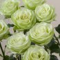 Chinese Green Rose Bush Seedling Rosa Chinensis Flower 50 PCS Seeds