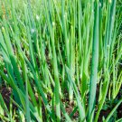 Chinese Green Onion Fresh Vegetables Welsh Onion Scallion 1000 PCS Seeds