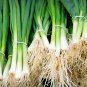 Chinese Green Onion Fresh Vegetables Welsh Onion Scallion 1000 PCS Seeds