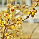 Chinese Yellow Fragrant Winterseet Chimonanthus Praecox for Bonsai 8 PCS Seeds Chinese Yellow Fragrant Winterseet Chimonanthus Praecox for Bonsai 8 PCS Seeds