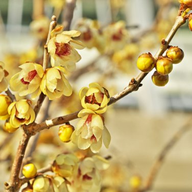 Chinese Yellow Fragrant Winterseet Chimonanthus Praecox for Bonsai 8 PCS Seeds