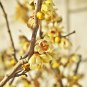 Chinese Yellow Fragrant Winterseet Chimonanthus Praecox for Bonsai 8 PCS Seeds