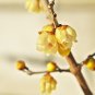 Chinese Yellow Fragrant Winterseet Chimonanthus Praecox for Bonsai 8 PCS Seeds