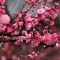 Chinese Wintersweet Fragrant Red Chimonanthus Praecox for Bonsai 8 PCS Seeds