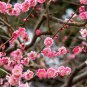 Chinese Wintersweet Fragrant Red Chimonanthus Praecox for Bonsai 8 PCS Seeds