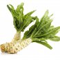 Chinese Green Asparagus Lettuce 30 PCS Seeds